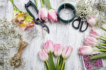 Tulips, tulip, nature, flowers HD wallpaper