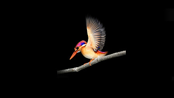 Woodpecker, microsoft surface, minimal HD wallpaper