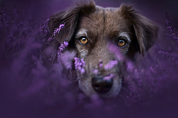 :), lavender, caine, purple, dog, flower, face HD wallpaper