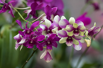 Orchids, Flowers, White, Purple HD wallpaper