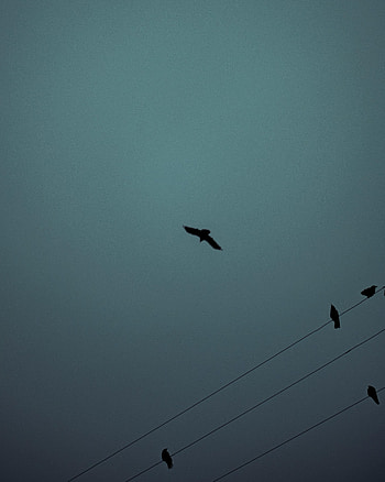 Animals, Birds, Silhouette, Flight, Darkness, Wires, Wire HD phone wallpaper