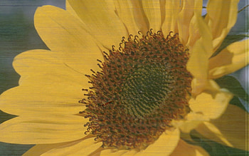 Sunflower, flowers, sunflowers HD wallpaper