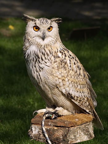 Close-up of a majestic Eurasian eagle owl perched on a stump in the sunlight. HD phone wallpaper