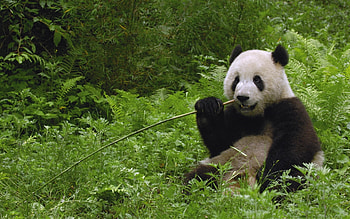 Animals, Grass, Bears, Pandas HD wallpaper