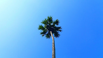 Palm tree, minimal, blue sky HD wallpaper