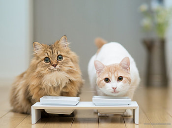 watcha doing, cats, cute, eating, dishes HD wallpaper