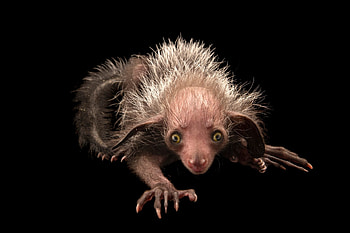Joel Sartore's Aye Aye, Captivating animal portraits, grapher's expertise, Stunning visual HD wallpaper