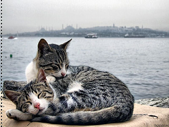 let me sleep, sea, istanbul, sleep HD wallpaper