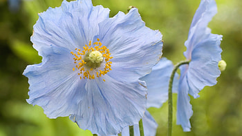 Plants, Flowers HD wallpaper