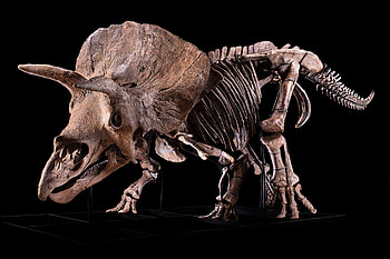 Triceratops, Skull battle scars, Ancient combat, Fossil evidence HD wallpaper