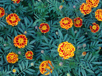 flowers, beautiful, nature HD wallpaper