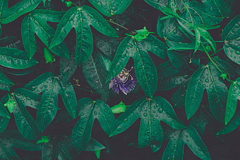 Leaves, Drops, Flower, Macro, Wet, Dew, Humid HD wallpaper