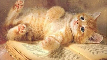 Kitten, cute, laying, orange HD wallpaper