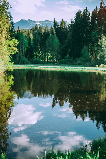 A tranquil lake reflecting a forest and blue sky, showcasing nature's serenity. HD phone wallpaper
