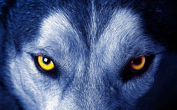 Wolf Eyes | Backgrounds HD wallpaper