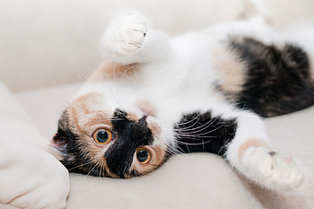 Animals, Cat, Spotted, Spotty, Playful HD wallpaper