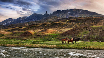horses on the banks of a flowing river r, river, horses, clouds, r, grass, banks, mountain HD wallpaper