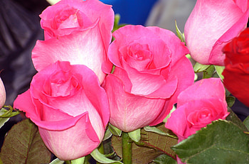 Flowers, Roses, Pink, Close-Up, Bouquet, Buds HD wallpaper
