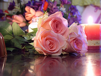 Plants, Flowers, Roses HD wallpaper