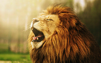 Mysterious black lion, Intense gaze, Enigmatic creature, Dark beauty HD wallpaper