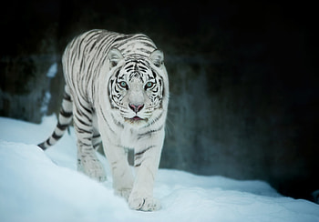 White Tiger In Snow, white-tiger, tiger, animals, snow HD wallpaper