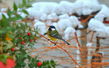 Blue Tit, winter, bird, snow, green, pasare HD wallpaper
