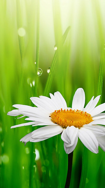 Traxzee, Nature's wonders, Captivating beauty, Amazing graphy HD phone wallpaper