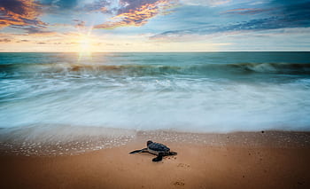 A sea turtle on the shore with ocean waves and a stunning sunrise in the background. HD wallpaper