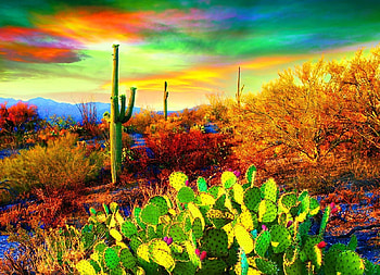 Desert Colors, plants, clouds, sky, cactus, sunset HD wallpaper