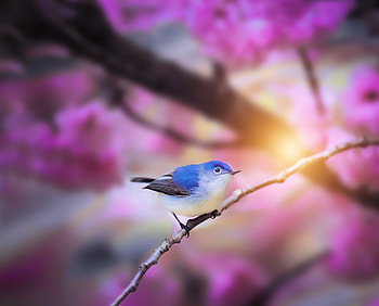 Blue tit, blossom, portrait, bird HD wallpaper