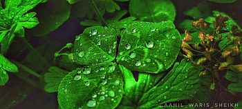 Nature , rain, green, terrestrial_plant HD wallpaper