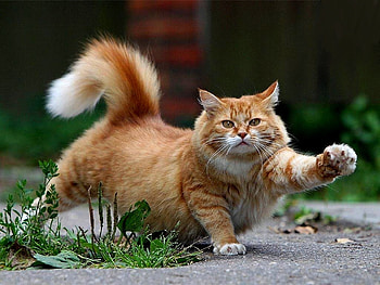 Animals, Cats HD wallpaper