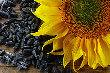 Sunflower seeds , stock , Captivating sunflowers, Creative commons license HD wallpaper