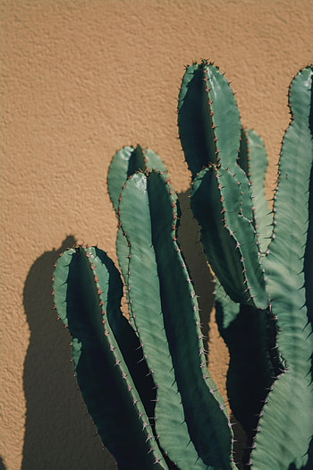 Plant, Miscellanea, Miscellaneous, Wall, Cactus, Thorns, Prickles HD phone wallpaper