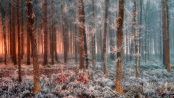 Frosty Morning, trees, forest, ice, sunrise, colors HD wallpaper