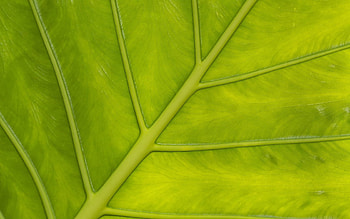 Plant, Macro, Lines, Surface, Sheet, Leaf HD wallpaper