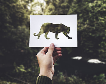 Art, Hand, Miscellanea, Miscellaneous, Predator, Paper HD wallpaper