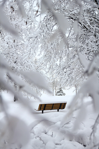 Winter, Nature, Snow, Minimalism, Branches, Bench HD phone wallpaper