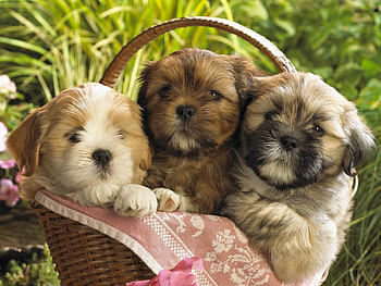 Animals, Dogs HD wallpaper