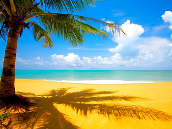 Landscape, Beach, Palms HD wallpaper
