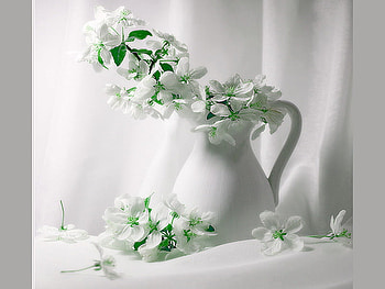 Spring whites, white, drape, pitcher, green, flowers, blooms HD wallpaper