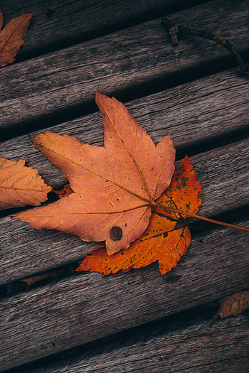 Autumn, Leaves, Miscellanea, Miscellaneous, Wood, Wooden, Maple, Planks, Board HD phone wallpaper