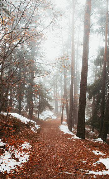 Nature, Trees, Snow, Forest, Fog, Path HD phone wallpaper