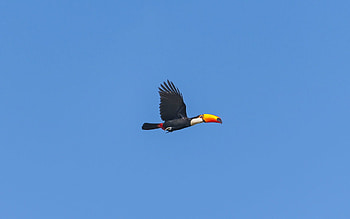 Sky, Bird, Minimalism, Flight, Toucan HD wallpaper