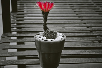 Cactus, flower, flowers, pot, pots HD wallpaper