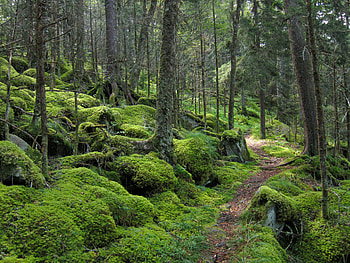 Nature, Trees, Forest, Path, Moss HD wallpaper