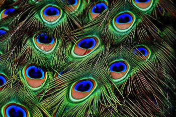 Feather, Patterns, Texture, Textures, Peacock HD wallpaper