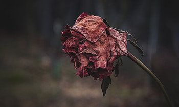 Flowers, Autumn, Rose Flower, Rose, Dried, Wrinkled HD wallpaper
