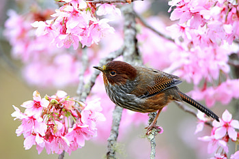 Bird, cute, pasare, spring, branch, pink, brown, flower, blossom HD wallpaper