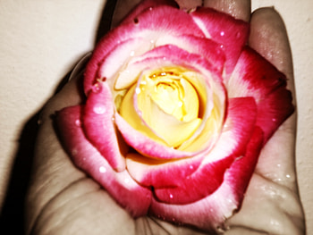 touch of rose, touch, rose, water, hand HD wallpaper